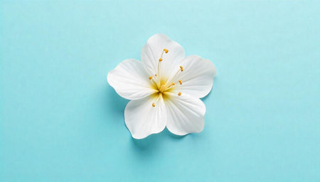 White flower blossom against light blue minimalistic backdrop