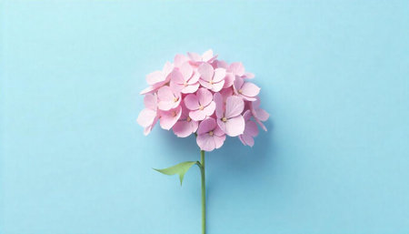 Minimalist Pink Hydrangea Flower on Light Blue Backgroundの写真素材