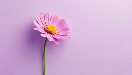 Pink daisy with yellow center on lilac backgroundの写真素材