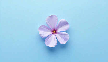 Single lavender flower with five petals on blue backgroundの写真素材