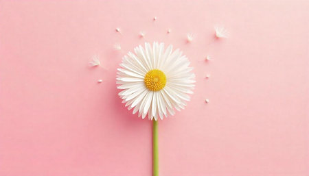 Delicate white daisy on pink background with floating seedsの写真素材