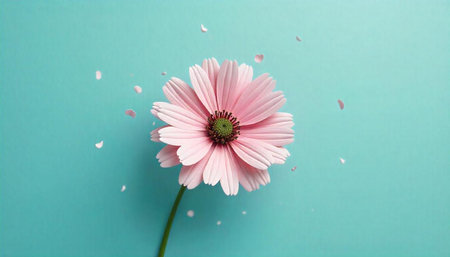 Single pink daisy on bright turquoise background with petals