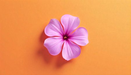 Single pink flower with five petals on orange background