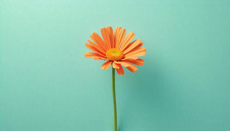 Single vibrant orange flower on light turquoise backgroundの写真素材