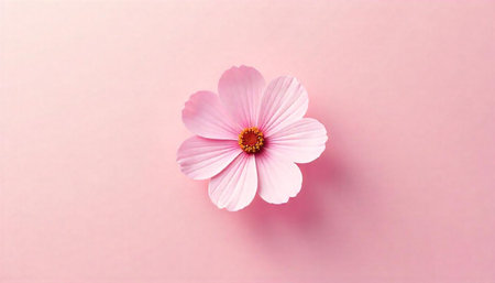Elegant pink cosmos flower on a matching soft background