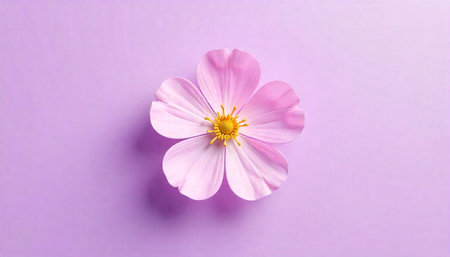 Elegant pink cosmos flower isolated on pastel purple background
