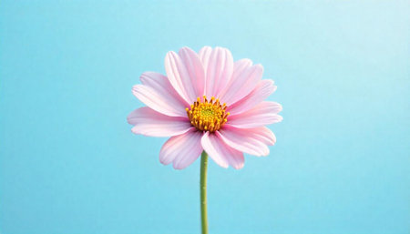 Single pink daisy against a soft blue backgroundの写真素材
