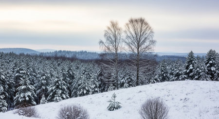 Snow covered forest landscape with two birch treesの写真素材
