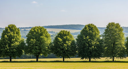 Row of Green Trees in Summer Field Landscape