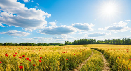 Scenic field of wheat with poppies under blue skyの写真素材