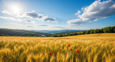 Golden wheat field under a bright sun and blue skyの写真素材