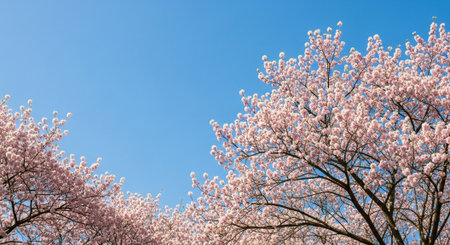 Cherry blossoms in full bloom against a clear blue skyの写真素材