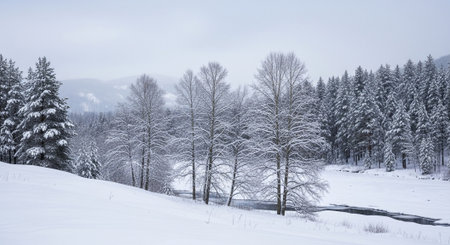Winter wonderland: snow covered trees in a peaceful landscapeの写真素材