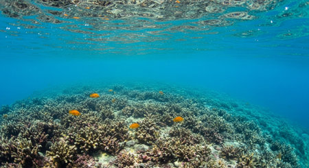 Underwater coral reef with tropical fish and ocean surface