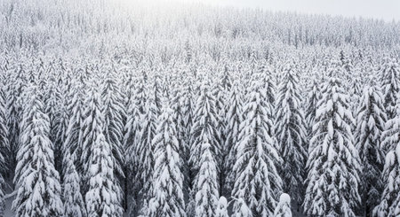 Nature Wallpaper Photography Backgroundの写真素材