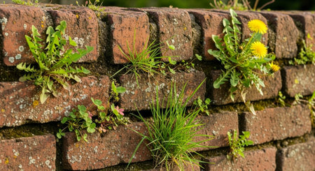 Nature Wallpaper Photography Backgroundの写真素材