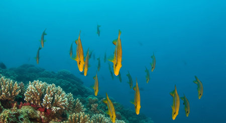 Nature Wallpaper Photography Backgroundの写真素材