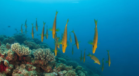 Nature Wallpaper Photography Backgroundの写真素材