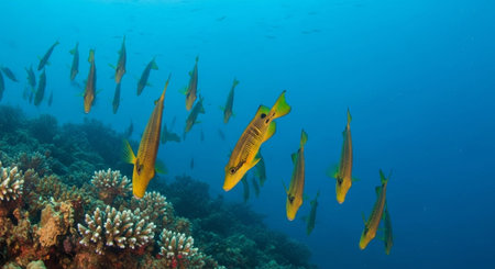 Nature Wallpaper Photography Backgroundの写真素材