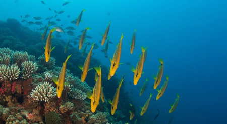 Nature Wallpaper Photography Backgroundの写真素材