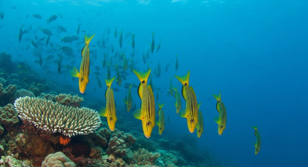 Nature Wallpaper Photography Backgroundの写真素材