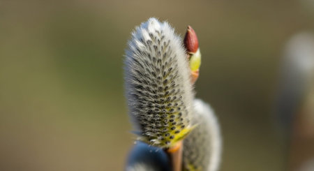 Nature Wallpaper Photography Backgroundの写真素材