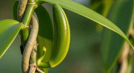 Nature Wallpaper Photography Backgroundの写真素材