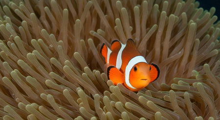 Nature Wallpaper Photography Backgroundの写真素材