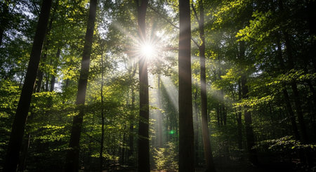 Nature Wallpaper Photography Background