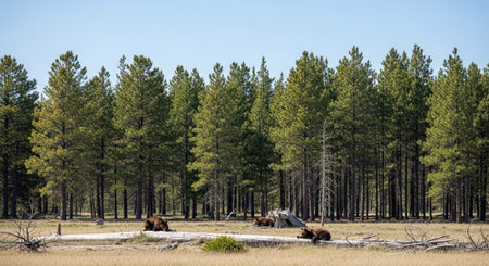 Nature Wallpaper Photography Backgroundの写真素材