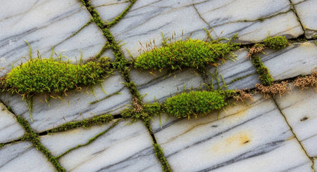 Nature Wallpaper Photography Backgroundの写真素材