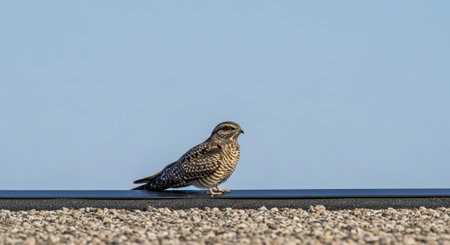 Wild Bird Photographyの写真素材