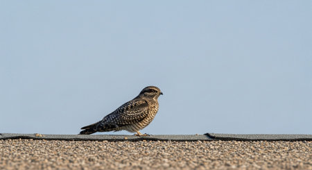 Wild Bird Photographyの写真素材