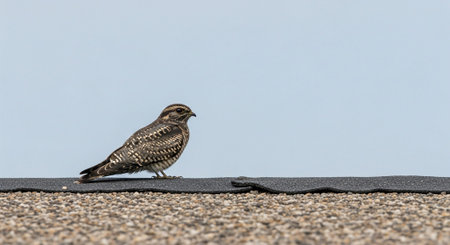 Wild Bird Photographyの写真素材