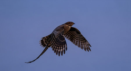 Wild Bird Photographyの写真素材