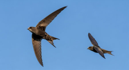 Wild Bird Photographyの写真素材