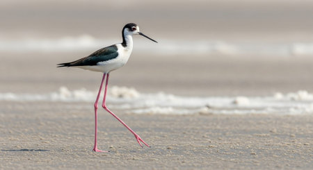 Wild Bird Photographyの写真素材