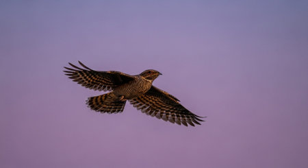 Wild Bird Photographyの写真素材