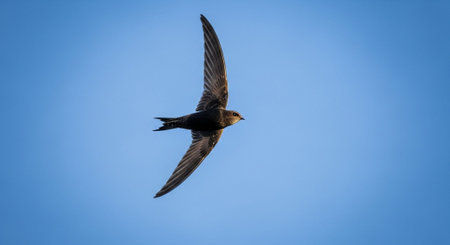 Wild Bird Photographyの写真素材