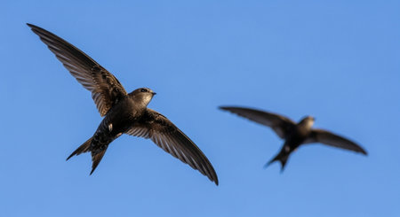 Wild Bird Photographyの写真素材