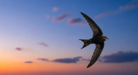 Wild Bird Photographyの写真素材