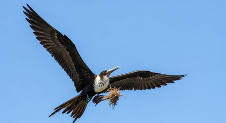 Wild Bird Photographyの写真素材