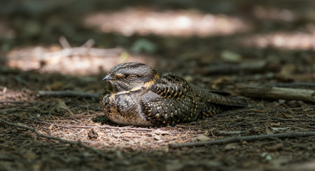 Wild Bird Photographyの写真素材