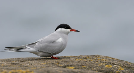 Wild Bird Photography