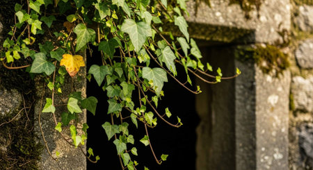 Nature Wallpaper Photography Backgroundの写真素材