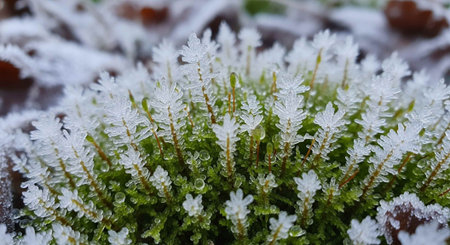 Nature Wallpaper Photography Backgroundの写真素材