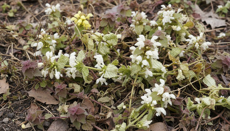 Beautiful Nature Photography Wallpaper.の写真素材