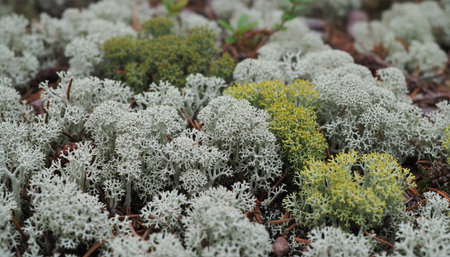 Beautiful Nature Photography Wallpaper.の写真素材