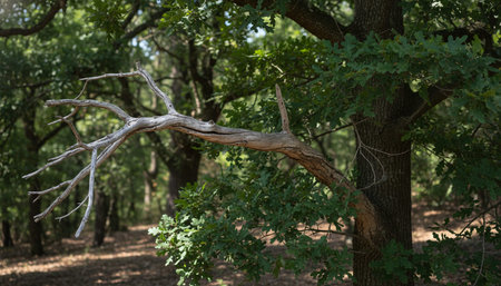 Beautiful Nature Photography Wallpaper.の写真素材