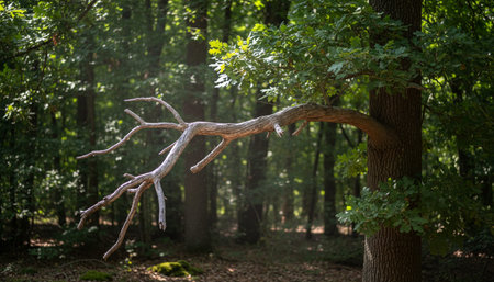 Beautiful Nature Photography Wallpaper.の写真素材